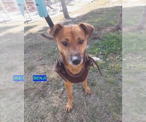 Labrador Retriever-Unknown Mix Dogs for adoption in Woodland Hills, CA, USA