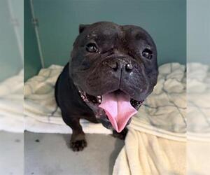 Bulldog Dogs for adoption in Camarillo, CA, USA
