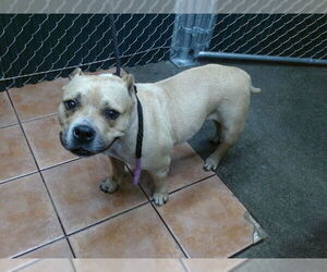 Mutt Dogs for adoption in Downey, CA, USA