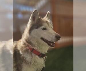 Siberian Husky-Unknown Mix Dogs for adoption in Las Vegas, NV, USA