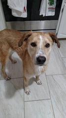 Sheprador Dogs for adoption in Mission, KS, USA
