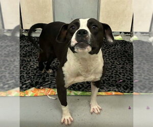 Mutt Dogs for adoption in Stockton, CA, USA
