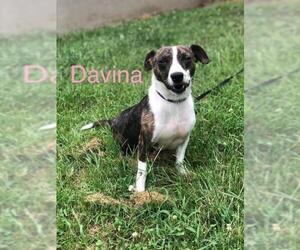 Mutt Dogs for adoption in Newport, KY, USA