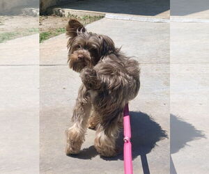 Shih Tzu-Unknown Mix Dogs for adoption in Santa Clarita, CA, USA