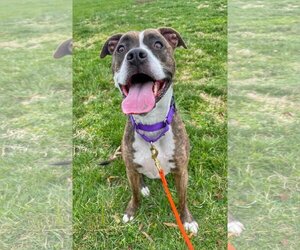 Boxer Dogs for adoption in Spotsylvania, VA, USA