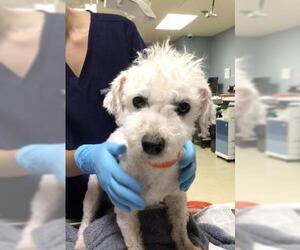 Poodle (Toy) Dogs for adoption in Riverside, CA, USA
