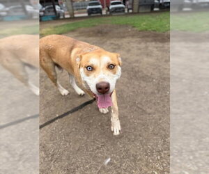 Siberian Husky Dogs for adoption in Riverside, CA, USA