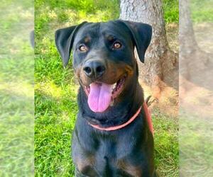 Rottweiler-Unknown Mix Dogs for adoption in Sacramento, CA, USA