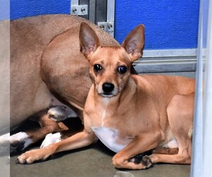 Chipin Dogs for adoption in San Jacinto, CA, USA