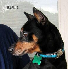 Miniature Pinscher Dogs for adoption in Lindsay, CA, USA