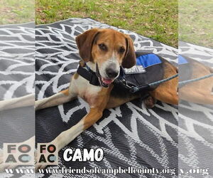 Mutt Dogs for adoption in Rustburg, VA, USA