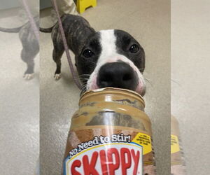 American Pit Bull Terrier-Unknown Mix Dogs for adoption in Virginia Beach, VA, USA