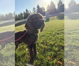 Cocker Spaniel Dogs for adoption in Mukwonago, WI, USA