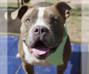 American Staffordshire Terrier-Unknown Mix Dogs for adoption in San Antonio, TX, USA
