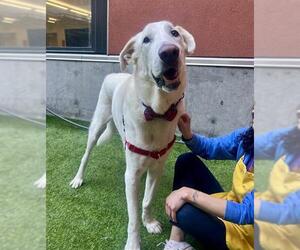 Anatolian Shepherd Dogs for adoption in San Francisco, CA, USA