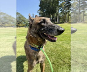 Mutt Dogs for adoption in Imlay City, MI, USA