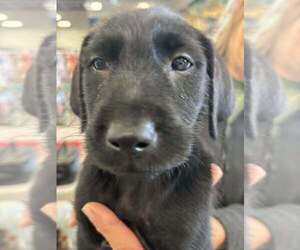 Lab-Pointer Dogs for adoption in Palatine/Kildeer/Buffalo grove, IL, USA