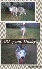Siberian Husky Dogs for adoption in Mesa, AZ, USA