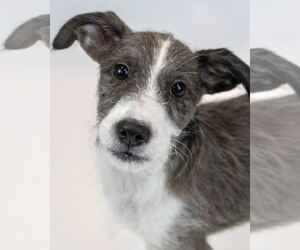 Mutt Dogs for adoption in Kennesaw, GA, USA