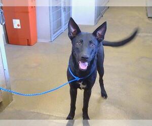 German Shepherd Dog-Unknown Mix Dogs for adoption in Sacramento, CA, USA