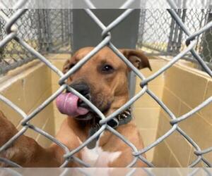 Mutt Dogs for adoption in Tulsa, OK, USA