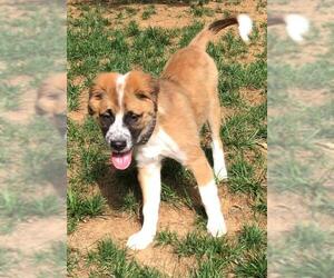 Saint Bernard Dogs for adoption in Charlotte, NC, USA