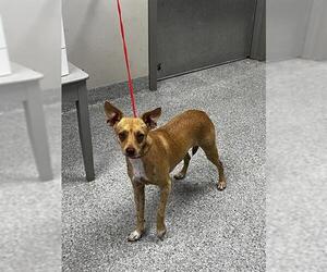 Chihuahua-Unknown Mix Dogs for adoption in Pasadena, TX, USA
