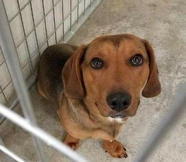 Medium Photo #1 Basset Hound-Coonhound Mix Puppy For Sale in Alton, IL, USA