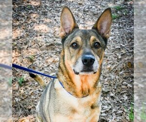 German Shepherd Dog Dogs for adoption in Milton, FL, USA