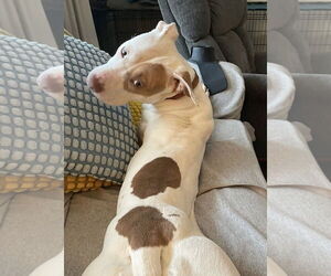 American Pit Bull Terrier-Unknown Mix Dogs for adoption in Germantown, OH, USA
