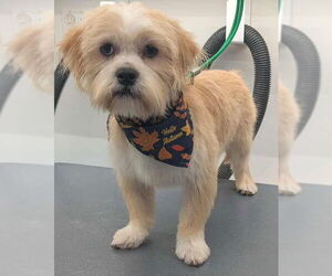 Mutt Dogs for adoption in Grafton, WI, USA