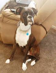 Boxer Dogs for adoption in Evergreen, CO, USA
