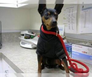 Miniature Pinscher Dogs for adoption in Santa Maria, CA, USA