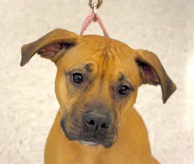 Boxer-Unknown Mix Dogs for adoption in Longview, WA, USA
