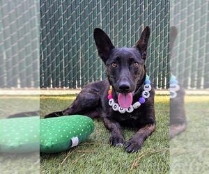 German Shepherd Dog-Unknown Mix Dogs for adoption in Downey, CA, USA