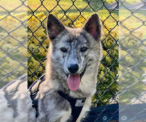 Shiba Inu-Unknown Mix Dogs for adoption in Agoura Hills, CA, USA