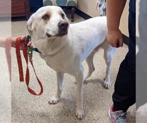 Great Pyrenees Dogs for adoption in Georgetown, TX, USA