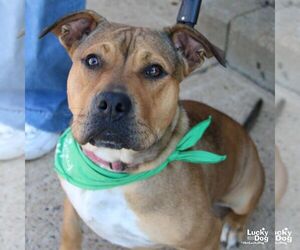 Mutt Dogs for adoption in Washington, DC, USA