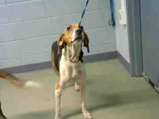 Treeing Walker Coonhound Dogs for adoption in Tallahassee, FL, USA