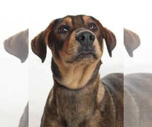 Bloodhound-Doberman Pinscher Mix Dogs for adoption in Burbank, CA, USA