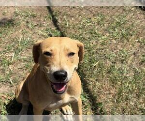 Mutt Dogs for adoption in Tulsa, OK, USA