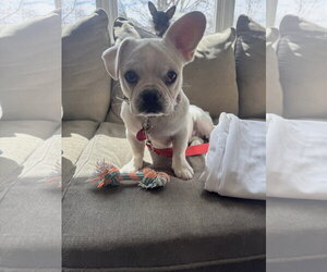 Frenchie Pug Dogs for adoption in St. Louis Park, MN, USA