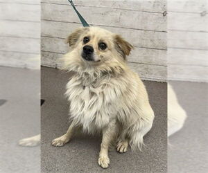 Pomeranian-Unknown Mix Dogs for adoption in San Bernardino, CA, USA