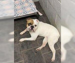 Bulldog Dogs for adoption in Newport, KY, USA