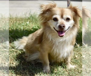 Cavapom Dogs for adoption in Palo Alto, CA, USA