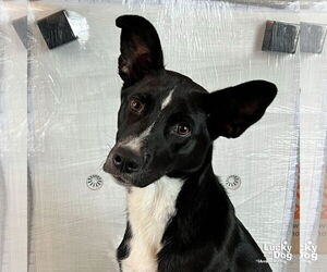 Borador Dogs for adoption in Washington, DC, USA