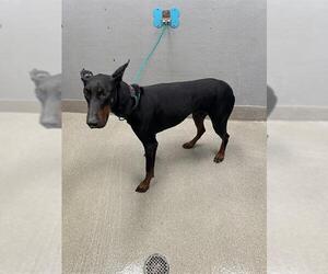Doberman Pinscher-Unknown Mix Dogs for adoption in Las Vegas, NV, USA