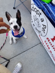 Boston Terrier-Boxer Mix Dogs for adoption in Seminole, FL, USA