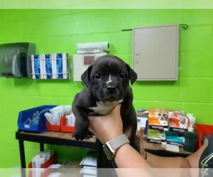 American Bulldog Dogs for adoption in Green Cove Springs, FL, USA