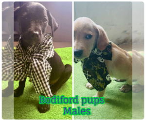 Labrador Retriever-Unknown Mix Dogs for adoption in Brooksville, FL, USA